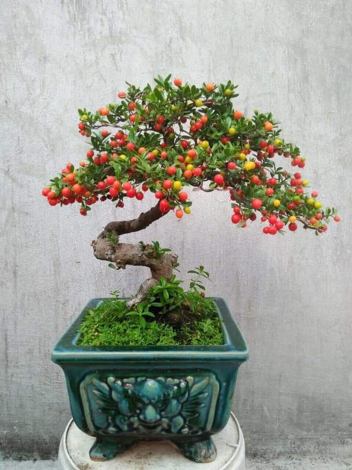 Bonsai Frutífero 2